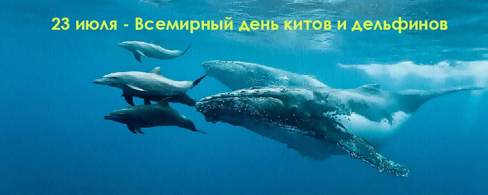Всемирный день китов и дельфинов в детском саду